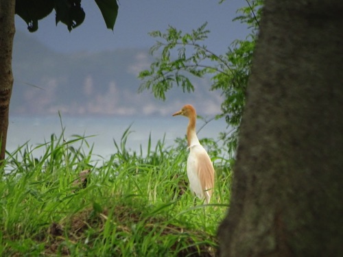 Cattle Egret